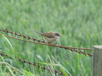 SX06646 Whitethroat on wire (Sylvia communis).jpg